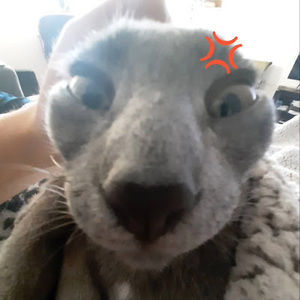 Meet your Posher, Isabelle